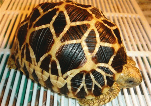 缅甸星龟的护理知识