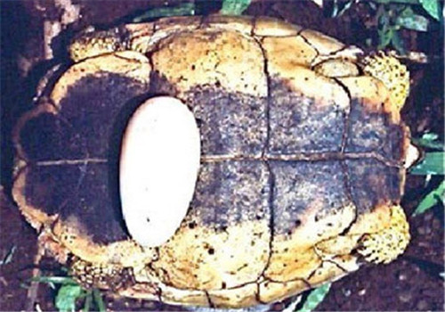 犁沟木纹龟的饲养要点