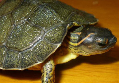 犁沟木纹龟的外观特征