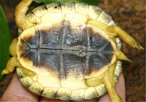 犁沟木纹龟的品种简介