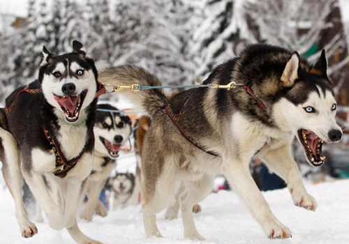 我們熟悉的雪橇犬有哪些