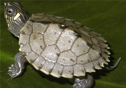 密西西比地图龟的品种简介