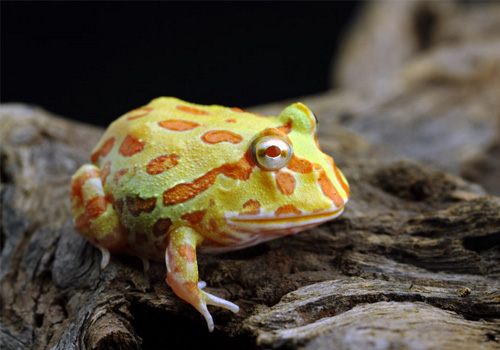 南美角蛙的生活环境如何 爬虫环境 波奇网百科大全