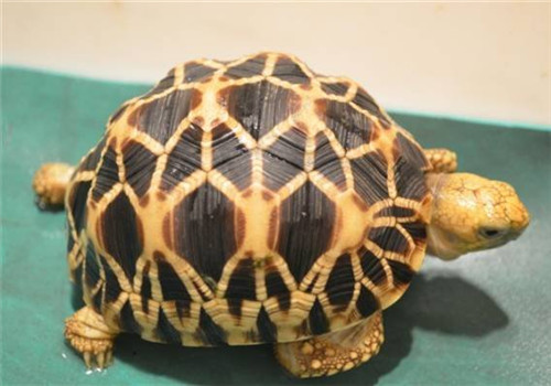 缅甸星龟的外观特征