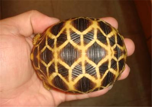 缅甸星龟的品种简介