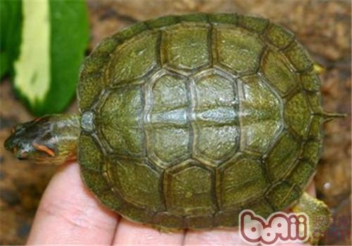 犁沟木纹龟的护理知识