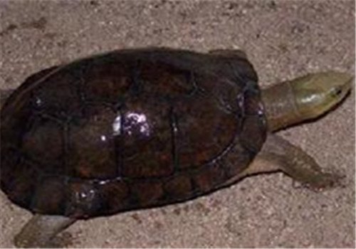 周氏闭壳龟的形态特征