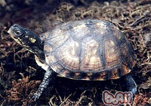 沼泽箱龟的生活环境