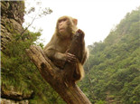 金丝猴的栖息环境