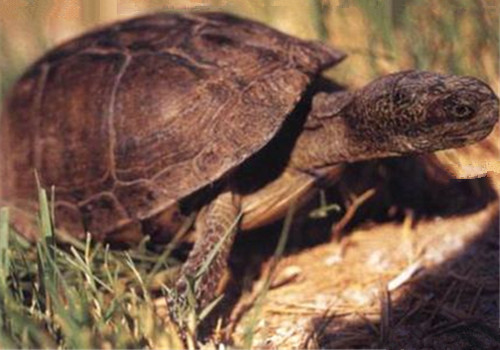 沼泽箱龟的品种简介