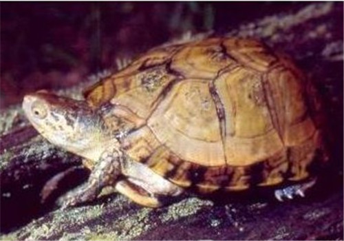 沼泽箱龟的饲养要点
