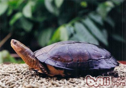 周氏闭壳龟的品种简介
