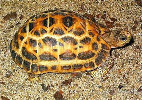 蛛网龟的外观特征