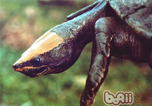 中美洲河龟的品种简介
