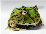 角蛙的品种简介