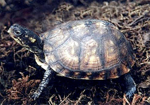 沼泽箱龟的生活环境