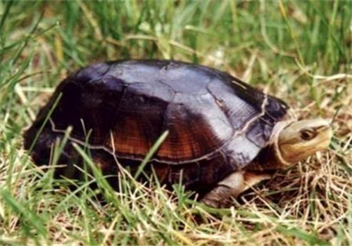 周氏闭壳龟的生活环境