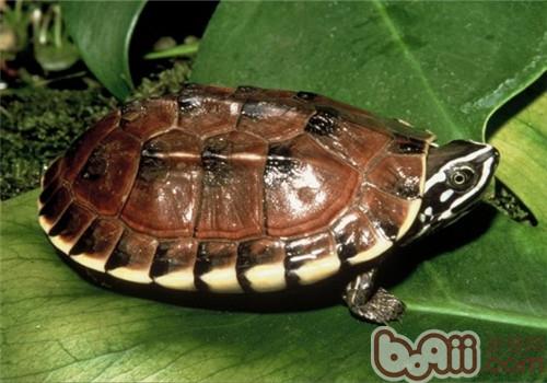 马来食螺龟的品种简介