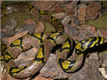 玉斑锦蛇的形态特征