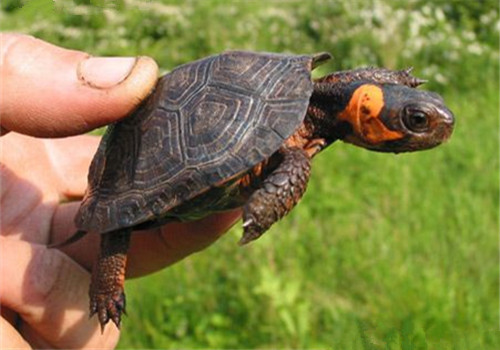 牟氏水龟的品种简介