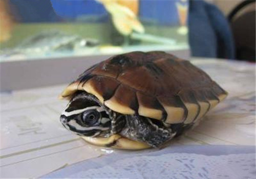 马来食螺龟的形态特征