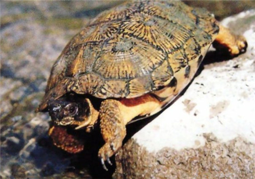 木雕水龟的饲养要点
