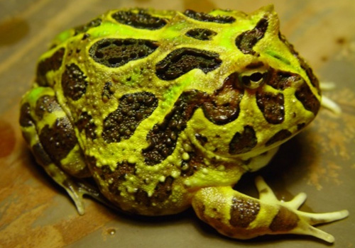 南美角蛙的养护知识