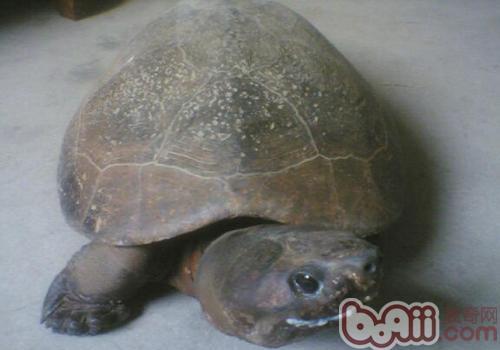 马来西亚巨龟的饲养要点