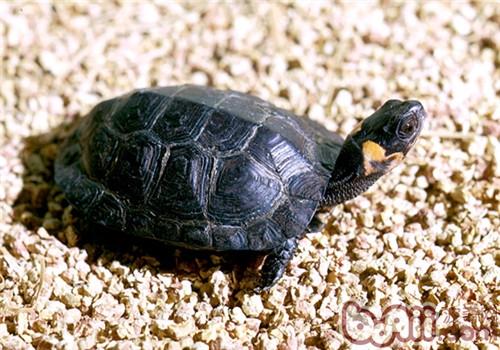 木雕水龟的护理知识