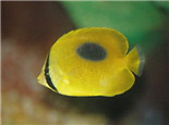 鏡斑蝴蝶魚的外形特點