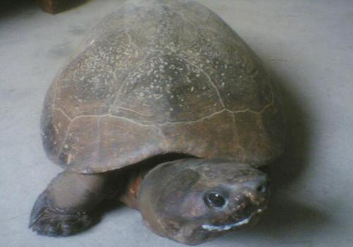 马来西亚巨龟的饲养要点