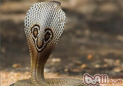 印度眼鏡蛇的形態特征