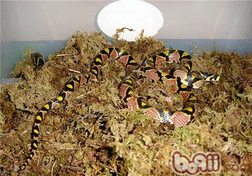 玉斑錦蛇的生活環境