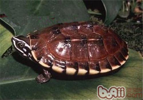 马来食螺龟的护理知识