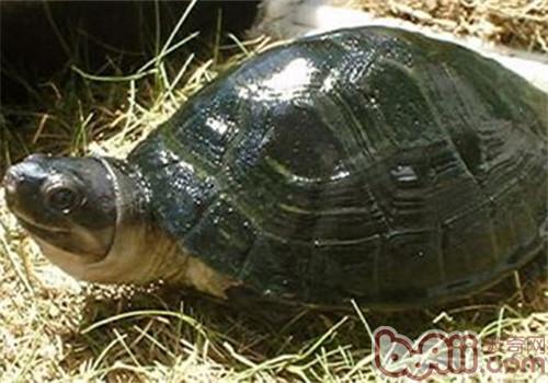 马来西亚巨龟的品种简介