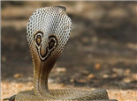 印度眼镜蛇的形态特征