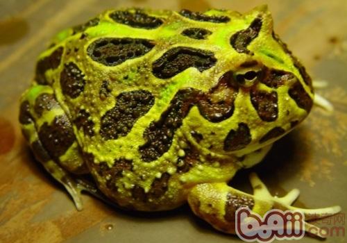 南美角蛙的养护知识