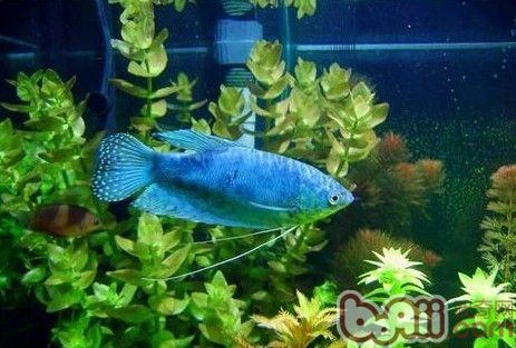 蓝曼龙鱼的饲养环境