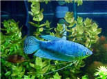 藍星魚的外形特點