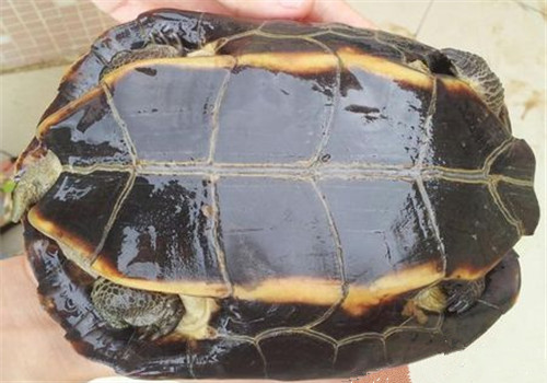 缅甸黑山龟的饲养要点