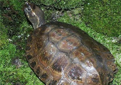 马来果龟的外观特征