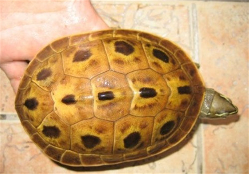 缅甸孔雀龟的品种简介