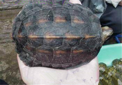 缅甸黑山龟的生活环境