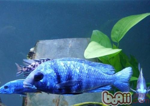 蓝宝石鱼的饲养环境