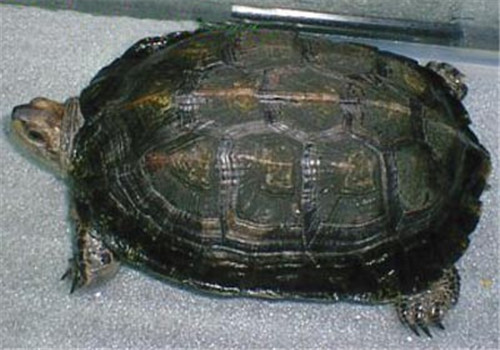 缅甸黑山龟的品种简介