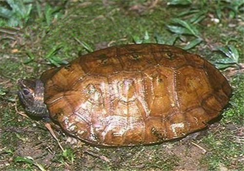 马来果龟的品种简介
