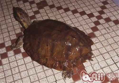 马来果龟的饲养要点