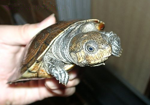 马达加斯加大头侧颈龟的饲养要点