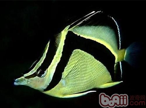 鐮蝴蝶魚的飼養環境