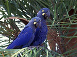 棕榈凤头鹦鹉的品种简介
